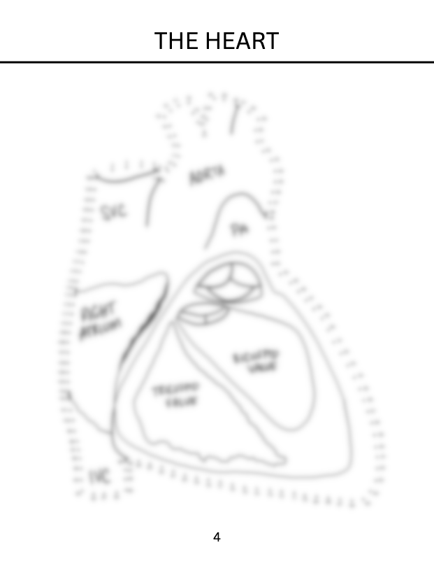 Heart